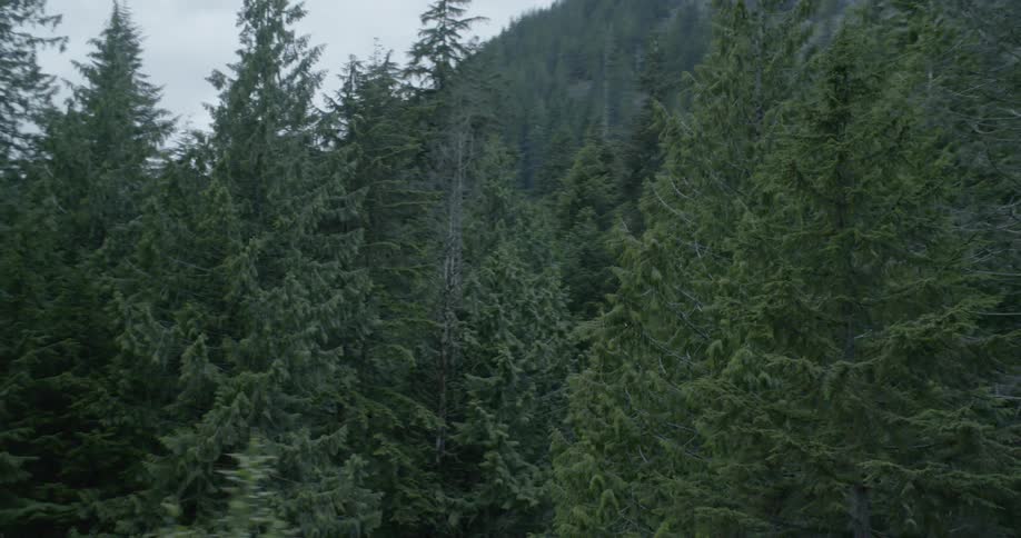 Tops of trees in a forest