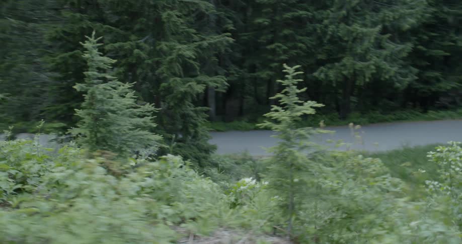 A blue car races down the small road by the forest