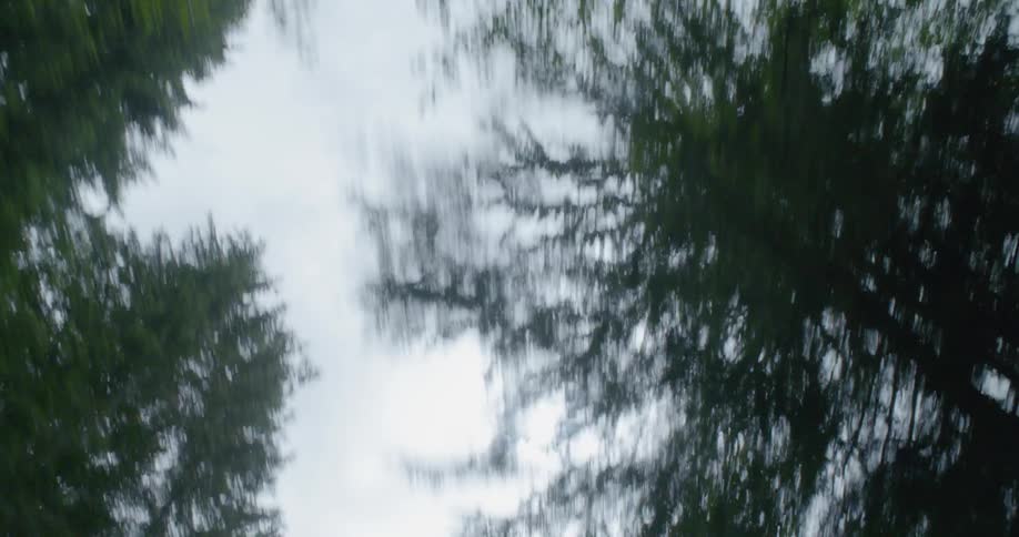 Car Driving On Forest Roads