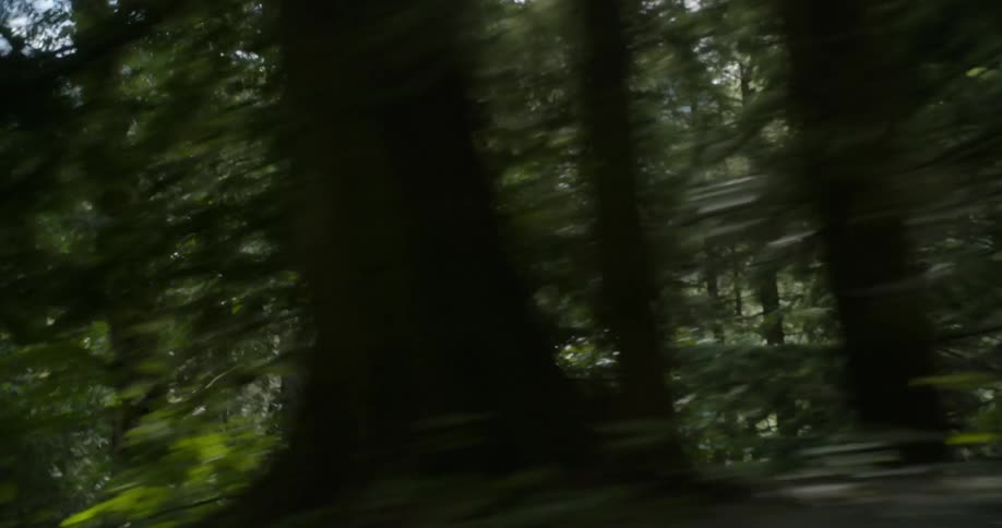 Moving quickly along trees in a forest