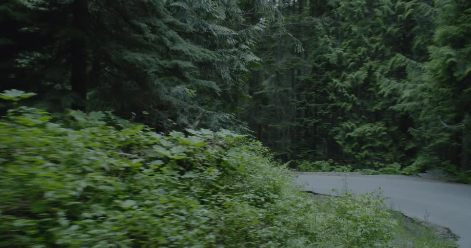 Car Driving On Forest Roads