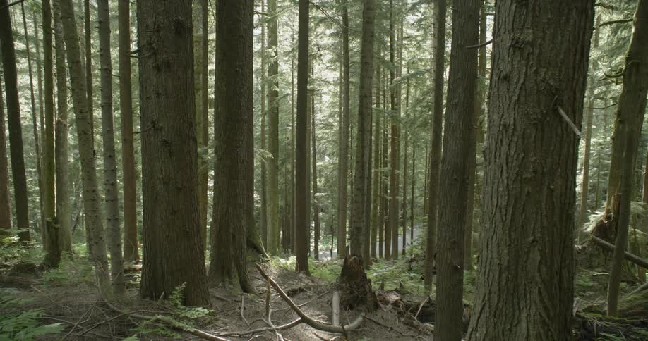 Car Driving On Forest Roads