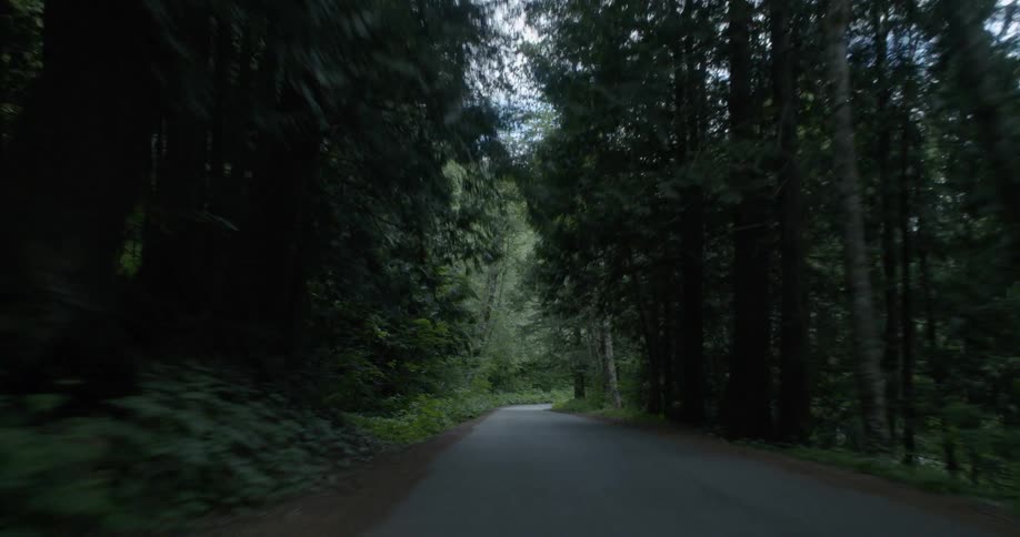 The small road runs through the dark forest