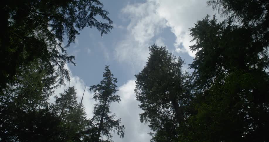 Evergreen trees stand tall next to each other