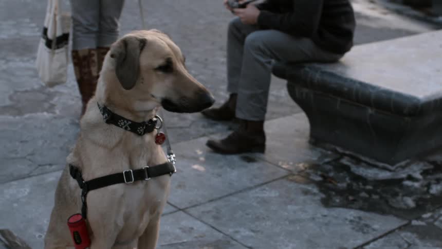 A tan dog sitting as his owner stand behind him and a man sits on a cement bench
