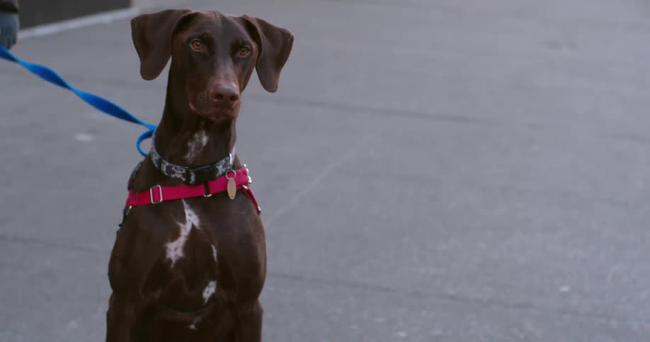 A brown dog on a leash sits on the sidewalk