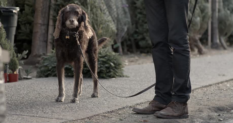 A brown dog blinks on the sidewalk