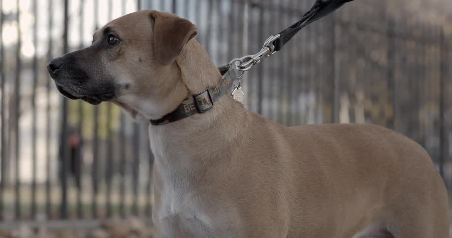 A dog on a leash