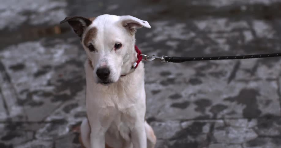 A dog on a leash