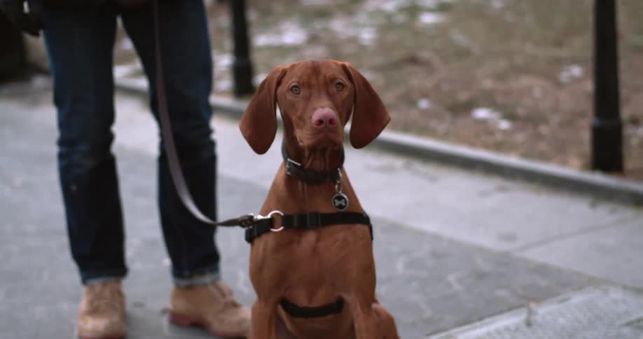 A dog sits on a sidewalk with his owner behind hi
