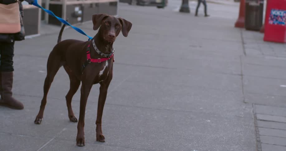 Leashed dog stands on a street and looks curious