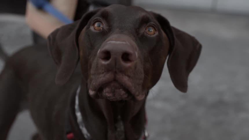 Chocolate lab looks around curiously