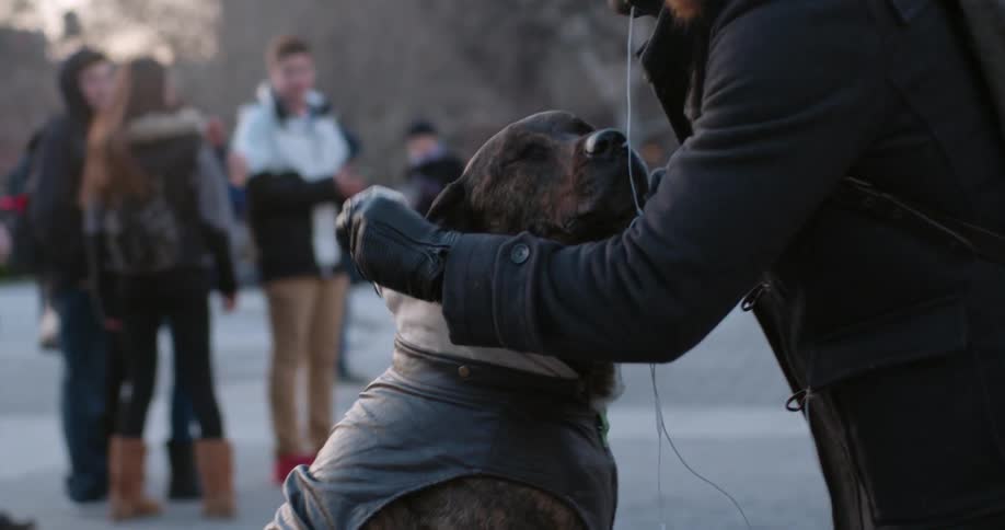 A person covering up a dog