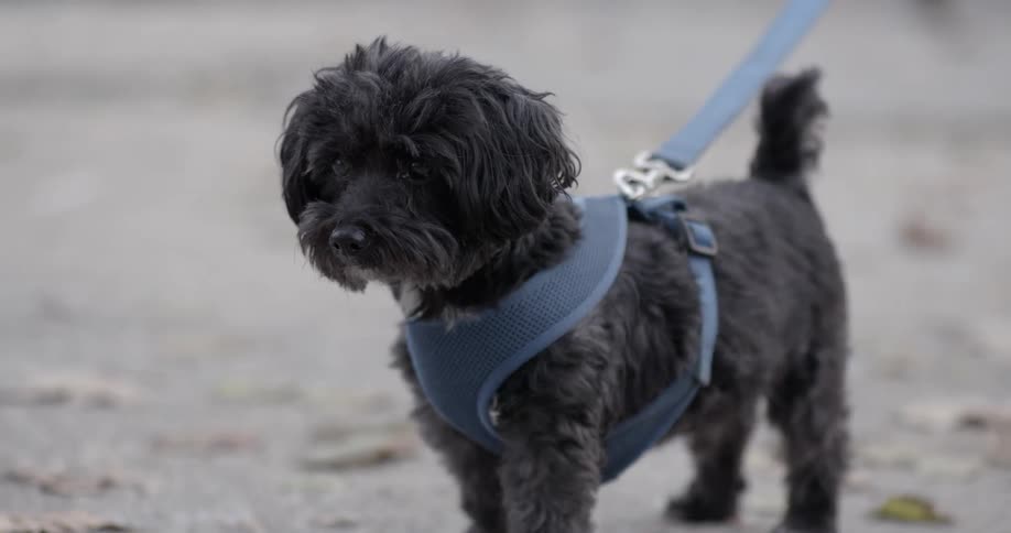 Small black dog on leash looks around