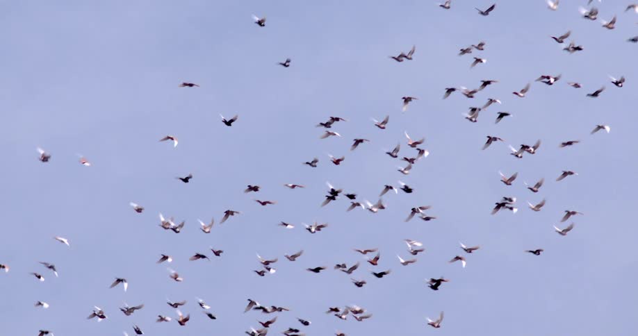 Birds flying in the sky