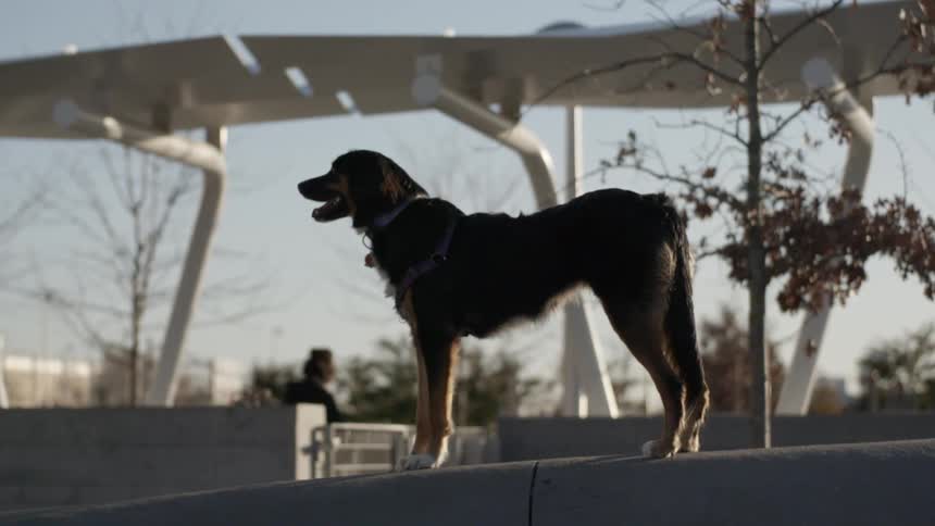 A dog waiting on the road