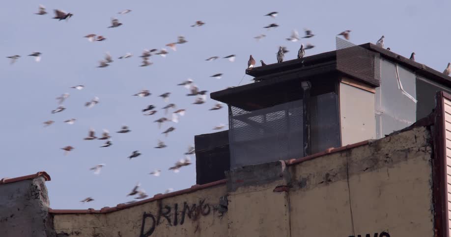 Birds fly overhead as others perch on top of a building