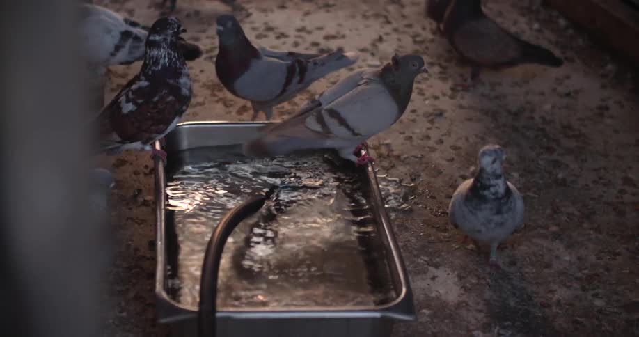Pigeons drinking water