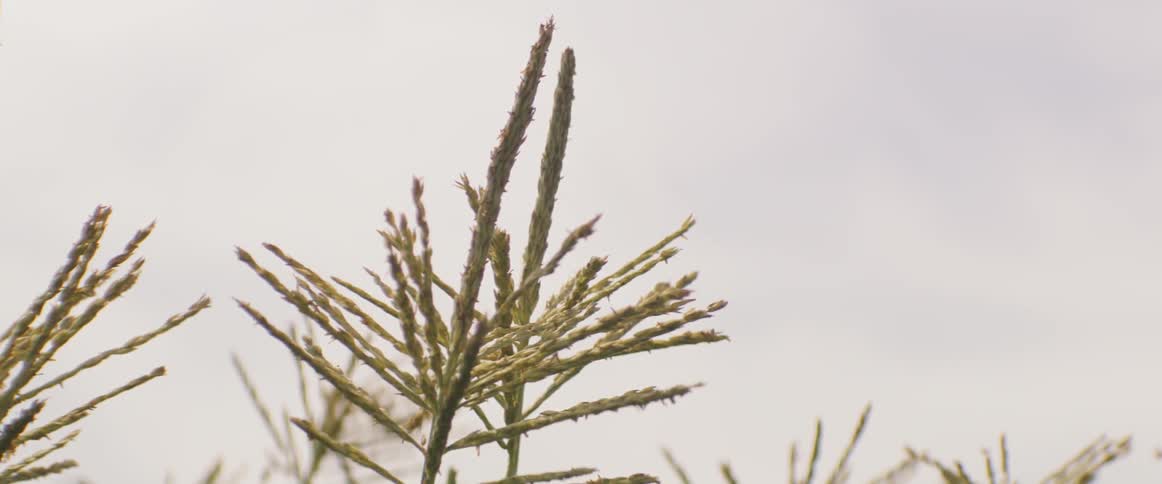 Plants swaying in the breeze