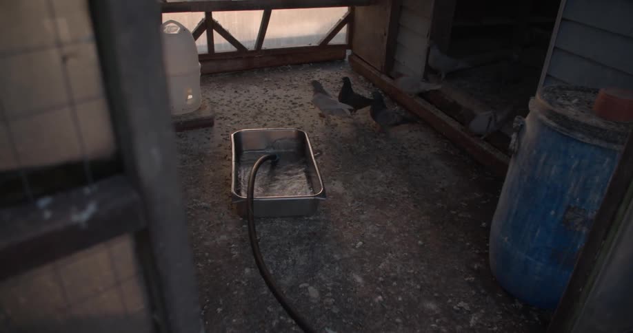 Someone filling a tin pan full of water in a bird cage