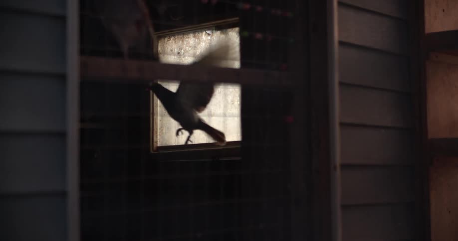 A dave flapping its wings as it perches in front of a window before taking off