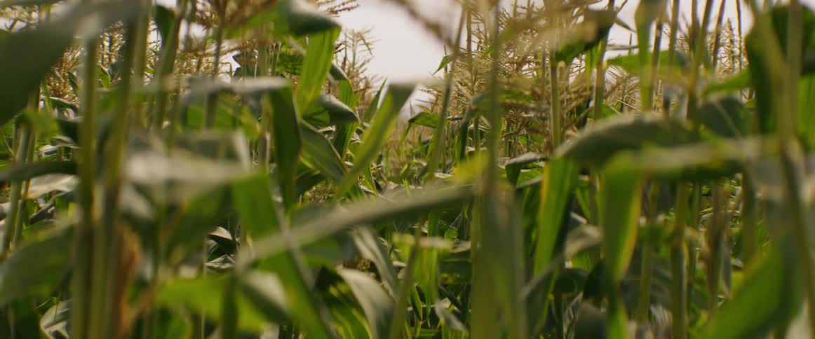 A camera pans through corn crops at day