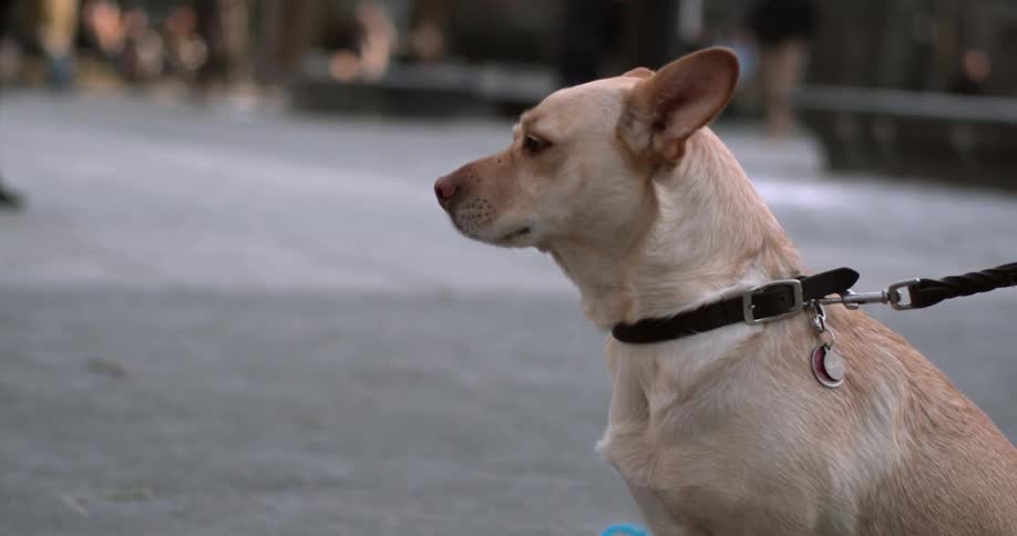 Small leashed dog sits and looks around at the street