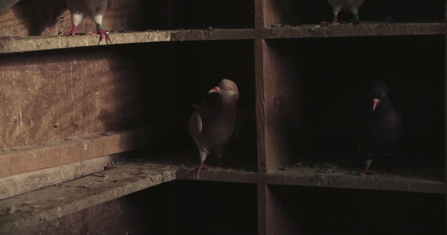 Several pigeons on two shelves