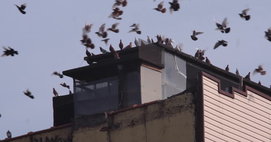 Birds flying in the sky