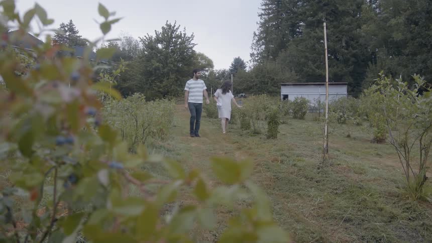 Man And Woman Picking Blueberries