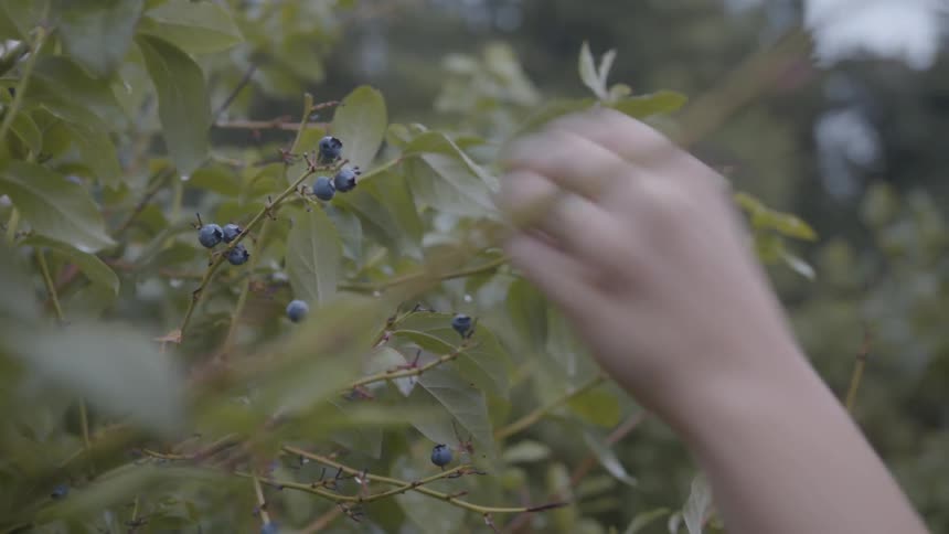 Woman picks blueberries from bushes and puts them in a basket