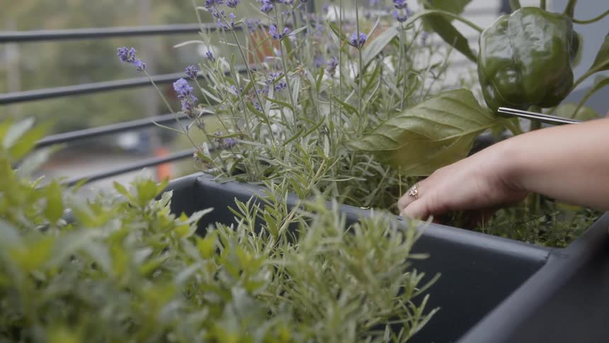 A female cuts herbs from one of two planters near the railing of a balcony
