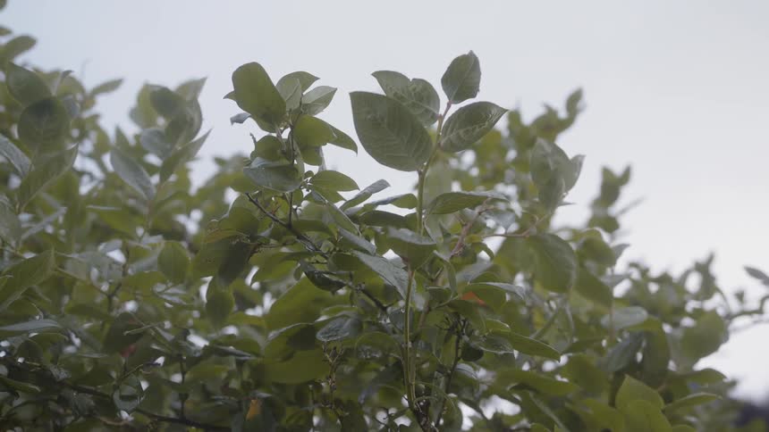 Wind is blowing the leaves outside