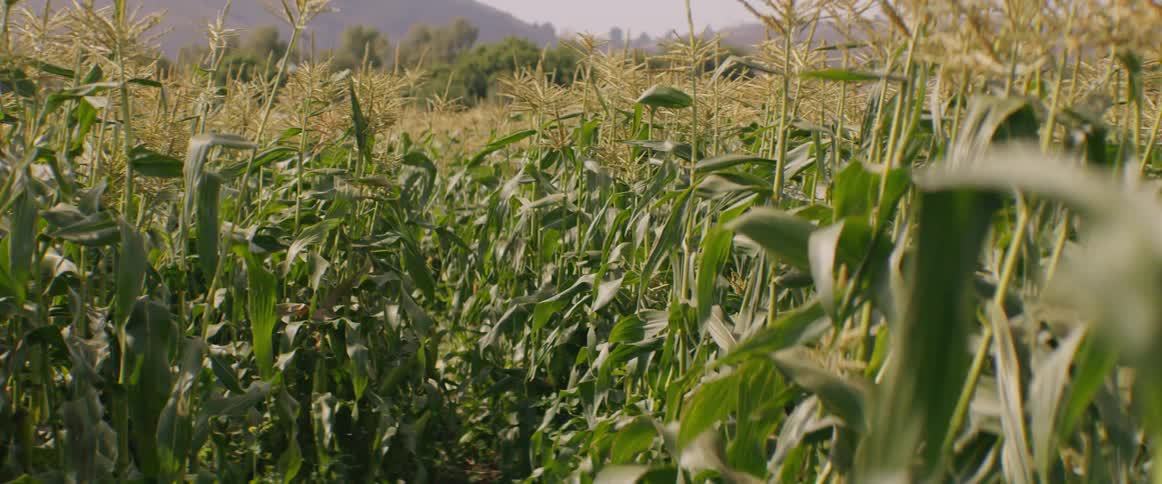 A woman runs in a rural corn field