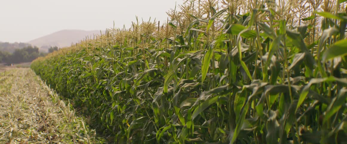 A calm field of wheat moving in the wind