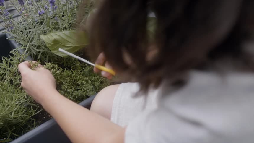 A person using scissors to pick thyme out of an herb box