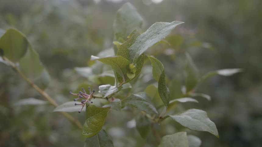 Closeup of leaves on a plant