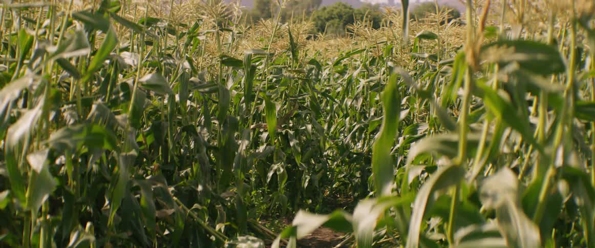 Person runs through corn field