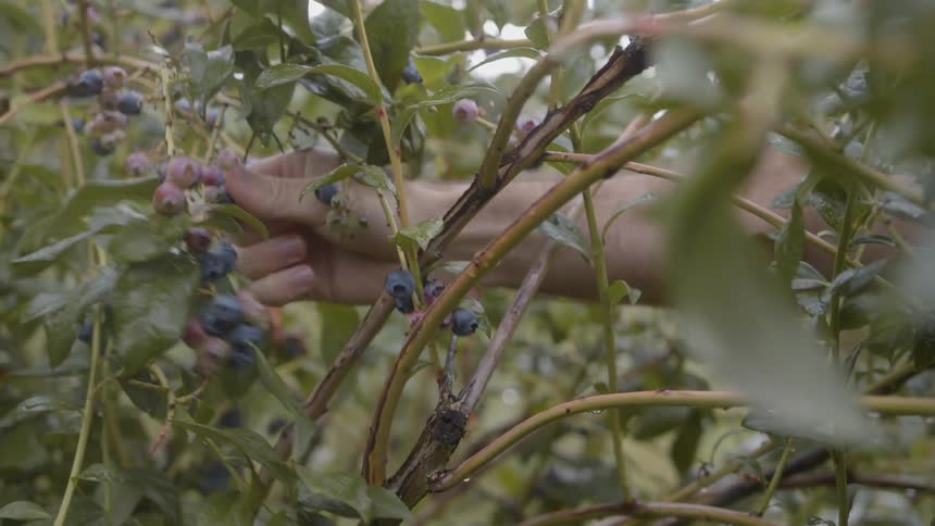 A man reaches through branches and picks blueberries