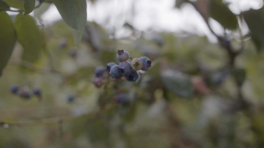 A hand grabbing a blueberry from a branch
