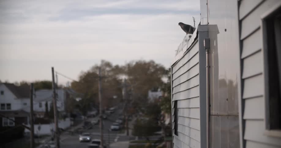 A bird sitting on the side of a building