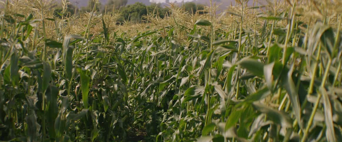 A person is running through a corn field