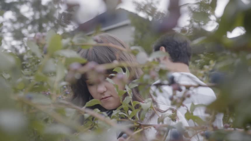 Women picks grapes from a branch