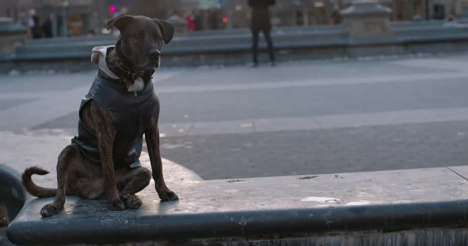A dog in hooded vest sits on a wall and tilts his head