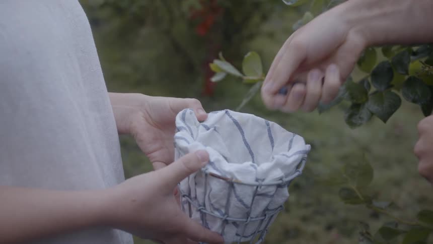 Hand puts blueberries in basket another person holds