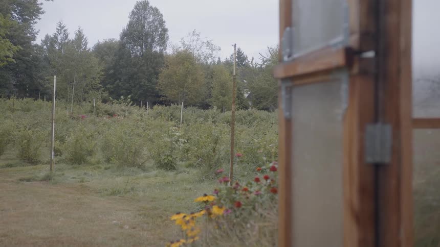 Flowers grow in a rural field