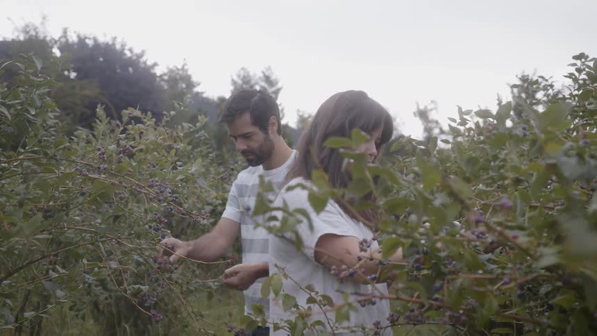 A woman and man pick blueberries in a field