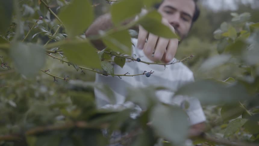 A man is picking berries off of a plant outside