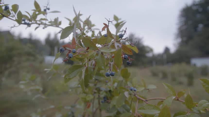 Blueberries grow in an orchard