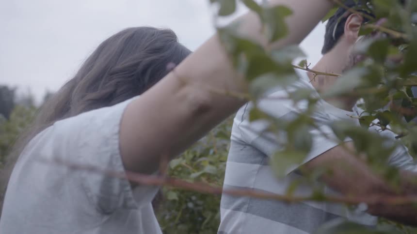 A man and woman pick blueberries from a bush